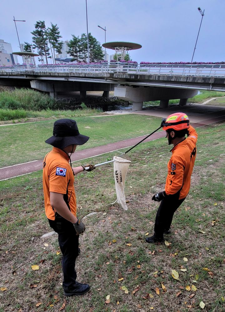 [안동=뉴시스] 뱀 포획. (사진=경북소방본부 제공) 2025.05.08. photo@newsis.com *재판매 및 DB 금지