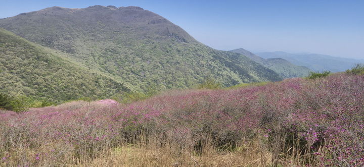 [화순=뉴시스] = 안양산 산철쭉(사진=무등산국립공원 동부사무소 제공) 2025.05.08. photo@newsis.com *재판매 및 DB 금지
