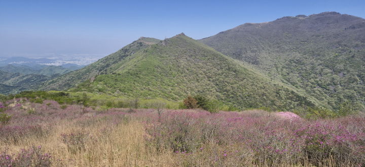 [화순=뉴시스] 안양산 산철쭉. (사진=무등산국립공원 동부사무소 제공) 2025.05.08. photo@newsis.com *재판매 및 DB 금지