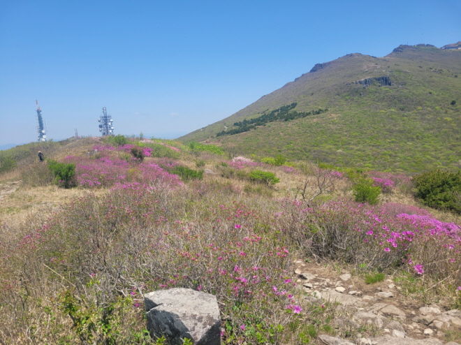 [화순=뉴시스] 안양산 산철쭉. (사진=무등산국립공원 동부사무소 제공) 2025.05.08. photo@newsis.com *재판매 및 DB 금지