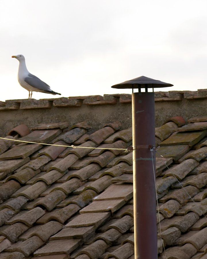[서울=뉴시스] 지난 7일 콘클라베가 진행되는 시스티나 성당의 굴뚝에 갈매기 떼가 앉아 사람들의 이목을 끌었다. (사진='라이프사이트' 엑스 캡처) 2025.05.08. *재판매 및 DB 금지