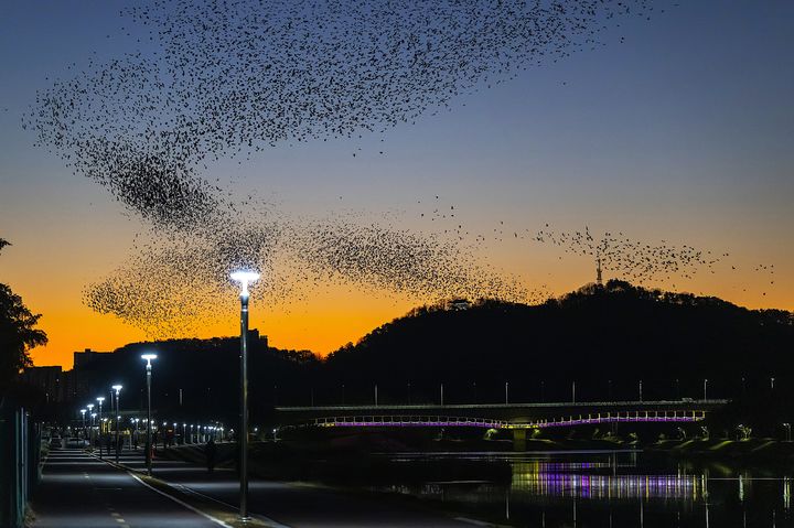 [울산=뉴시스] 태화강 국가정원 떼까마귀 군무. (사진=최영호 제공) 2025.05.08. photo@newsis.com *재판매 및 DB 금지