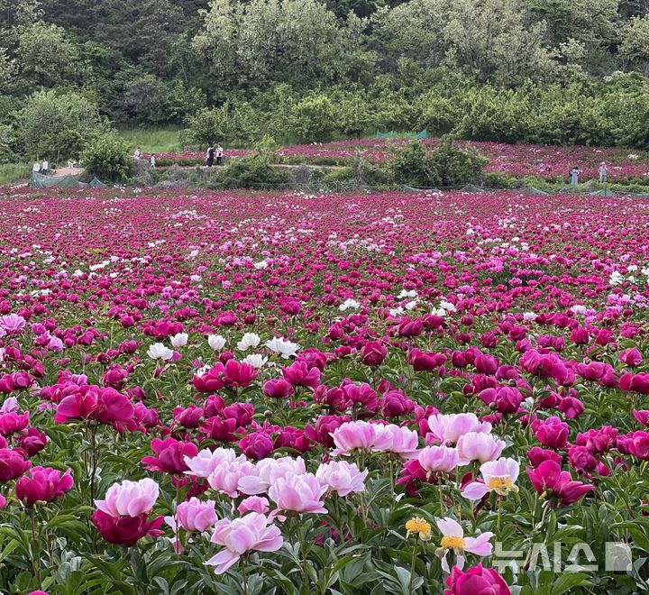 2024년 영천 작약꽃밭