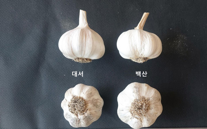 [진주=뉴시스]경남농업기술원, 마늘 품종 대서와 백산 비교.(사진=경남농업기술원 제공).2025.05.09.photo@newsis.com *재판매 및 DB 금지