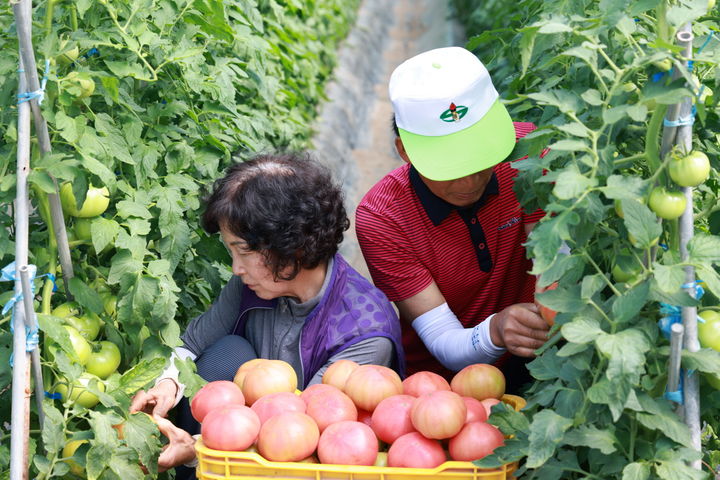  [예천=뉴시스] 예천군 감천면 한 농가에서 돌토마토를 수확하고 있다. (사진=예천군 제공) 2025.05.09. photo@newsis.com *재판매 및 DB 금지