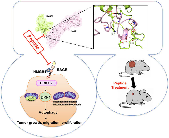 [부산=뉴시스] 부산대학교 장세복 교수팀 연구 이미지. (사진=부산대 제공) 2025.05.09. photo@newsis.com&nbsp; *재판매 및 DB 금지