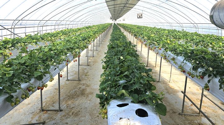 스마트팜.(사진=충주시 제공) *재판매 및 DB 금지