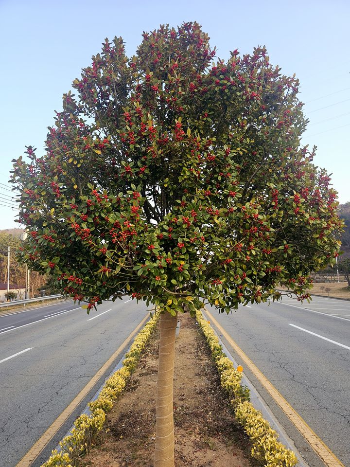 [광주=뉴시스] 전남 완도군은 9일 지역 브랜드 가치를 높이기 위해 군목(郡木)을 '완도호랑가시나무'로 변경한다고 밝혔다. (사진=완도군 제공). 2025.05.09. photo@newsis.com *재판매 및 DB 금지