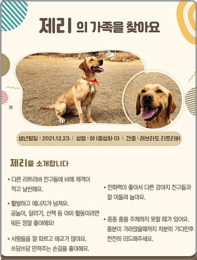 [대전=뉴시스] 관세청 관세인재개발원은 탐지견훈련센터 내 탐지견 12마리를 민간분양한다.(사진=관세청 제공) *재판매 및 DB 금지