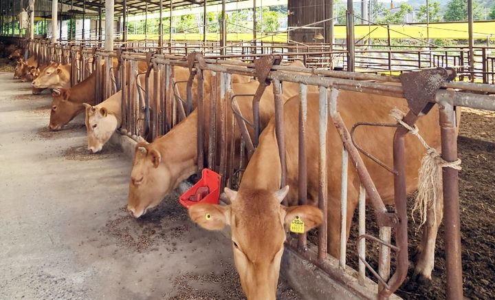 [정읍=뉴시스] 지역 축산농가 한우. *재판매 및 DB 금지