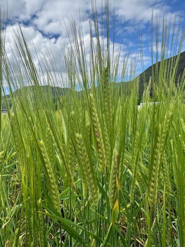 [창원=뉴시스] 강경국 기자 = 붉은곰팡이병 발병 초기 보리밭. (사진=창원시청 제공). 2025.05.09. photo@newsis.com *재판매 및 DB 금지