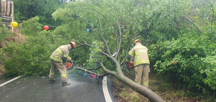 [구례=뉴시스] 9일 오전 전남 구례군 간전면 금산리 용천암 인근에서 가로수가 도로로 쓰러져 소방 당국이 나무 제거 활동을 벌이고 있다. (사진=전남도소방본부 제공) 2025.05.09. photo@newsis.com *재판매 및 DB 금지