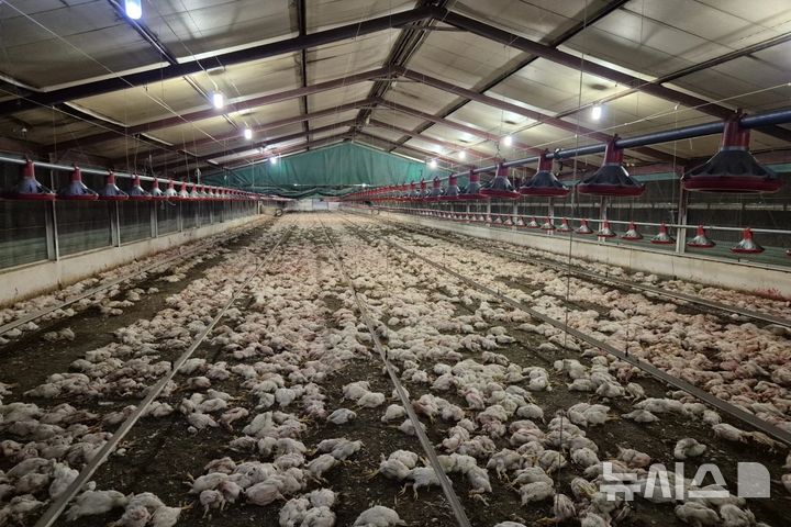 [남아프리카공화국=AP/뉴시스] 남아프리카공화국의 국립동물학대방지협회(NSPCA)는 지난달 30일 남아프리카 북부의 한 국영 양계장에서 자금난으로 방치된 닭 35만 마리가 서로를 잡아먹는 상황까지 벌어져 결국 안락사시켰다고 밝혔다.&nbsp; 