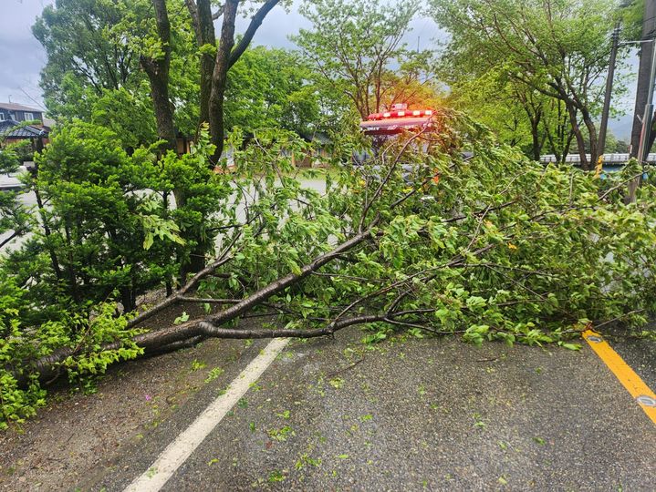 [무주=뉴시스] 9일 오전 10시5분께 전북 무주군 안성면의 한 도로에 강풍으로 인해 나무가 쓰러져있다. (사진=전북특별자치도소방본부 제공) 2025.05.09. photo@newsis.com *재판매 및 DB 금지
