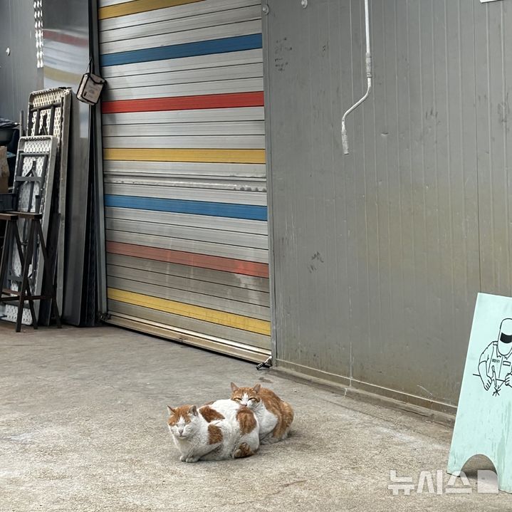 [서울=뉴시스] 길고양이 (사진=독자 제공)