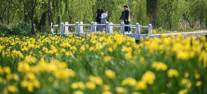 [거창=뉴시스] 거창창포원 창포꽃 (사진=거창군 제공) 2025. 05. 09. photo@newsis.com&nbsp;&nbsp; *재판매 및 DB 금지