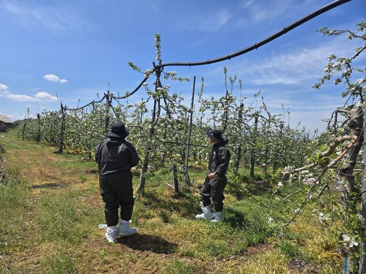 [세종=뉴시스] 사과 과수원 병해충 예찰 관련 사진. (사진=농촌진흥청 제공) *재판매 및 DB 금지