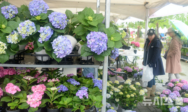 [전주=뉴시스] 김얼 기자 = 제5회 전주정원산업박람회 개막식이 열린 9일 전북 전주시 전주월드컵경기장을 찾은 시민들이 구매할 식물을 살펴보고 있다. 2025.05.09. pmkeul@newsis.com
