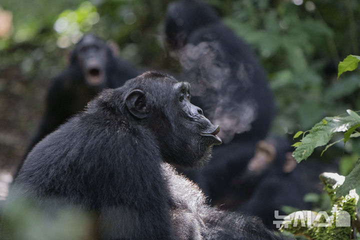 [AP/뉴시스]2018년 10월 우간다 부동고 숲에서 무리의 우두머리인 야생 성체 수컷 침팬지가 이른 아침 '팬트 후트(pant-hoot)' 소리를 내고 있다. 팬트 후트는 침팬지들이 멀리 떨어진 동료에게 자신의 존재를 알리거나 위치를 공유하기 위해 내는 크고 복잡한 울음소리다. 우두머리 뒤편에는 아성체 수컷과 그의 어미, 남동생이 합창하듯 팬트 후트 소리를 함께 내고 있다. 2025.05.10.