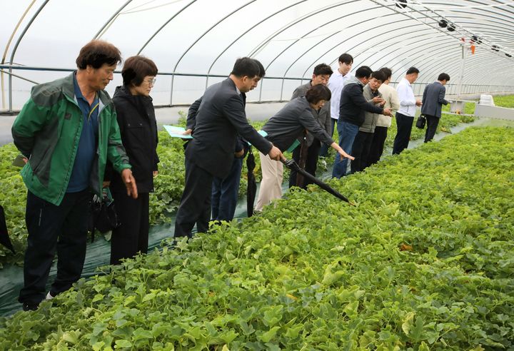 [안동=뉴시스] 지난 9일 칠곡군 참외 특화작목특구 시범농가에서 진행된 생산성 향상 현장평가회. (사진=경북도 제공) 2025.05.11 photo@newsis.com *재판매 및 DB 금지