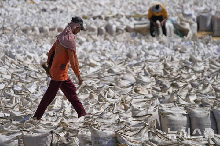 [RS 푸라=AP/뉴시스] 12일(현지 시간) 인도-파키스탄 국경 인근 란비르 싱 푸라 마을에서 밤새 양국 간 총격이 보고되지 않은 가운데, 주민들이 수확한 밀을 자루에 담고 있다. 2025.05.12.