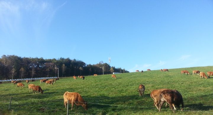 [춘천=뉴시스] 12일 강원특별자치도(도지사 김진태)는 최근 심화되고 있는 기후변화에 선제적으로 대응하고, 지속가능한 풀사료 생산 기반을 마련을 위해 맞춤형 사료작물 재배시험을 추진한다 고 밝혔다. 강원특별자치도 제공. *재판매 및 DB 금지