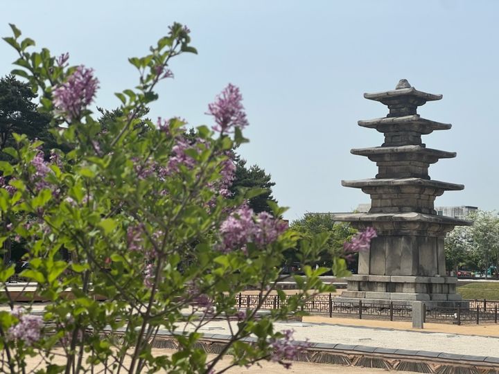 [부여=뉴시스] 부여 정림사지 일원의 정향나무. *재판매 및 DB 금지