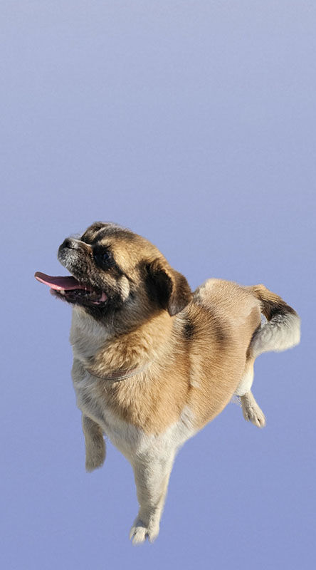 반려견 모습.(사진=뉴시스) *재판매 및 DB 금지