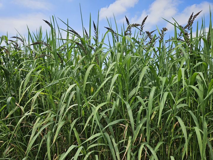 [세종=뉴시스] 국산 풀사료 신품종 '다온'. (사진=농촌진흥청 제공) *재판매 및 DB 금지