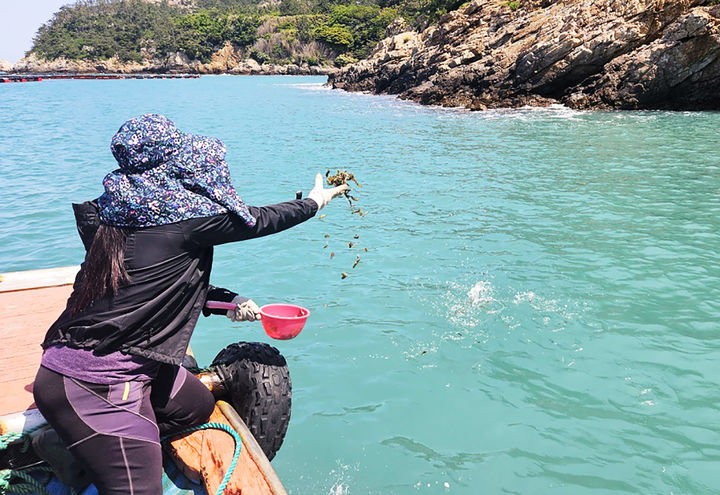 [신안=뉴시스]어린 해삼 방류. (사진=신안군 제공) 2025.05.12. photo@newsis.com *재판매 및 DB 금지