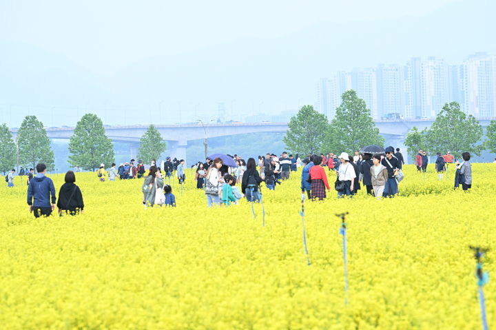 지난 11일 구리 유채꽃 축제가 열린 구리한강시민공원을 찾은 관람객들이 유채꽃 단지를 거닐고 있다. (사진=구리시 제공) photo@newsis.com *재판매 및 DB 금지