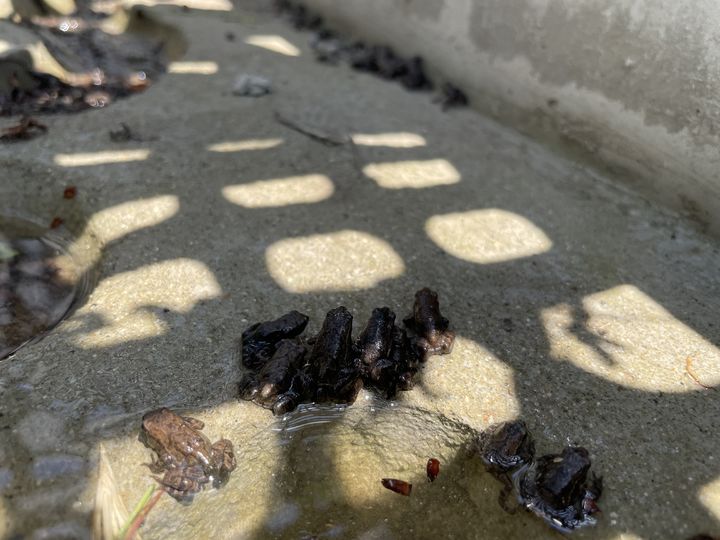 [울산=뉴시스] 구미현 기자 =울산시 중구는 지난 9일 새끼 두꺼비가 떼를 지어 장현저류지에서 황방산으로 이동하는 모습이 올해 들어 처음으로 포착됐다. (사진=울산시 중구 제공) 2025.05.12. photo@newsis.com *재판매 및 DB 금지