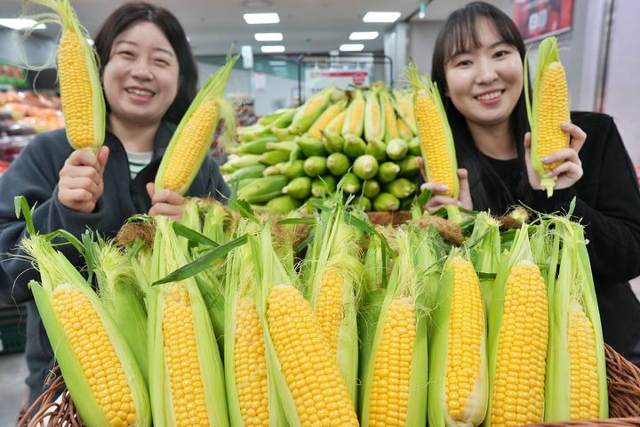 [서울=뉴시스] 롯데마트·슈퍼가 전 점에서 '초당옥수수'를 1990원에 판매한다고 12일 밝혔다. (사진=롯데마트 제공) *재판매 및 DB 금지