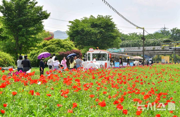 방문객으로 붐비는 제24회 장성 황룡강 길동무 꽃길축제장 모습. (사진=장성군 제공) photo@newsis.com 