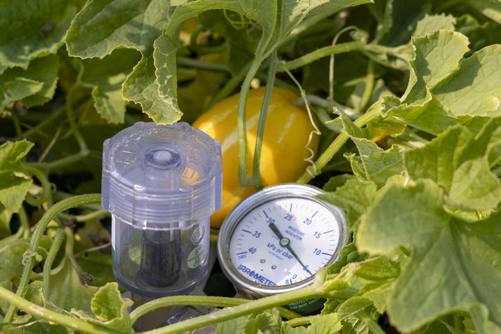 [칠곡=뉴시스] 참외 수경재배. (사진=칠곡군 제공) 2025.05.13. photo@newsis.com *재판매 및 DB 금지
