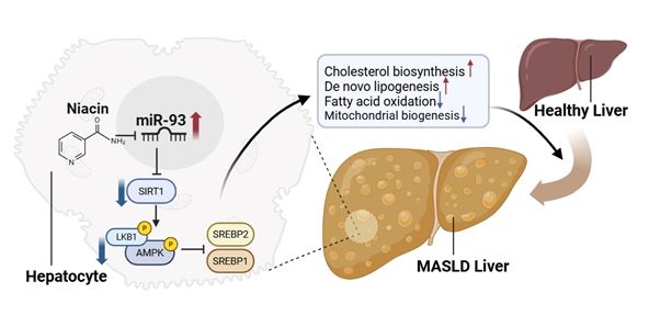 [울산=뉴시스] 구미현 기자 =울산과학기술원(UNIST)은 생명과학과 최장현 교수팀이 부산대 약학대학 윤화영 교수팀, 울산대학교병원 박능화 교수팀과 함께 간에서 발현되는 마이크로RNA-93(miR-93)이 대사이상 지방간의 발병과 악화를 유도하는 유전물질임을 세계 최초로 규명했다고 13일 밝혔다. miR-93이 대사이상 지방간(MASLD)을 유발하는 발병기전과 니아신(Niacin) 기반 치료 효과. photo@newsis.com *재판매 및 DB 금지