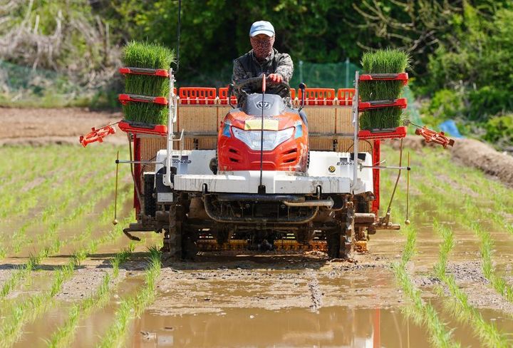 [화천=뉴시스] 13일 화천군은 올해 반값 농자재 신청 접수 결과, 모두 1510곳의 농가가 대상자로 선정됐다 고 밝혔다. 사진은 안평리 모내기 모습. 화천군 제공. *재판매 및 DB 금지