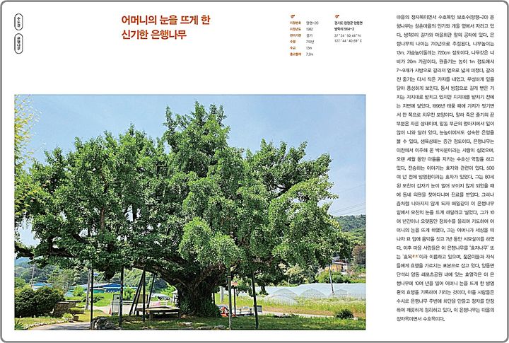 [대전=뉴시스] 산림청이 전국 100그루의 보호수가 간직한 이야기를 담아 편찬한 '이야기가 있는 보호수2' 책자 본문.(사진=산림청 제공)&nbsp;&nbsp; *재판매 및 DB 금지