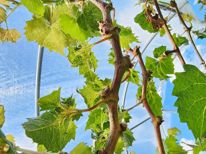 [세종=뉴시스] 샤인머스켓 수확기 잎에 나타난 모자이크 증상. (사진=농촌진흥청 제공) *재판매 및 DB 금지