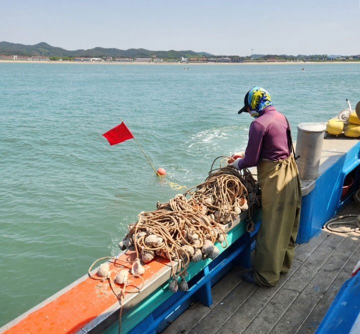 [태안=뉴시스] 한 어민이 지난 12일 태안군 소원면 의항리 앞바다에서 배를 타고 피뿔고동으로 만든 주꾸미 산란시설물을 설치하고 있다. (사진=태안군 제공) 2025.05.13. photo@newsis.com *재판매 및 DB 금지