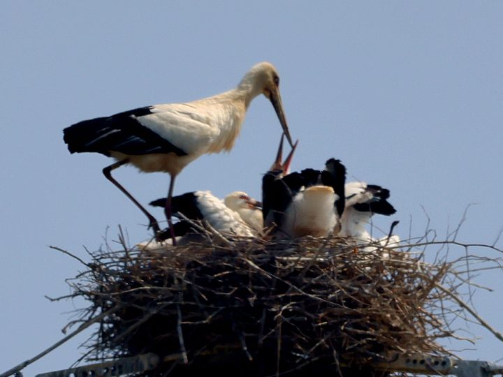 [광주=뉴시스] 광주환경운동연합은 멸종위기종 1급이자 천연기념물 199호인 황새가 최근 전남 나주에서 발견됐다고 13일 밝혔다.(사진 = 홍철희씨 제공) 2025.05.13. photo@newsis.com *재판매 및 DB 금지