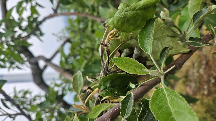 농진청, 기후대응·곤충활용·농업로봇 등 신기술 현장 실증한다