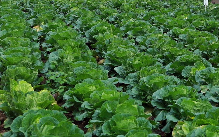 [춘천=뉴시스] 지난해 매봉산 배추밭 모습. 강원특별자치도 제공. *재판매 및 DB 금지