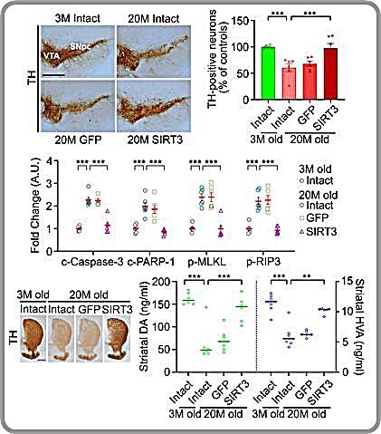 [대전=뉴시스] 도파민 신경세포 내 항노화 인자 발현 유도에 의한 흑질-선도체 도파민 신경계 보존 효과.(사진= 경북대학교 김상룡 교수 제공) *재판매 및 DB 금지