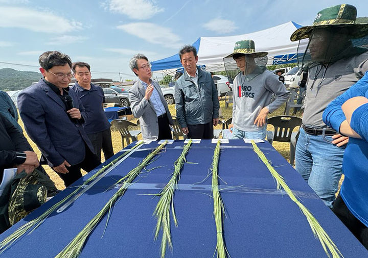 삼척시농업기술센터는 13일 근덕면 부남리 일원에서 시 관계자, 축협, 농업인 등이 참석한 가운데 국내 육성 트리티케일의 생육 특성 평가 및 수확 연시회를 갖고 있다.(사진=삼척시 제공) *재판매 및 DB 금지