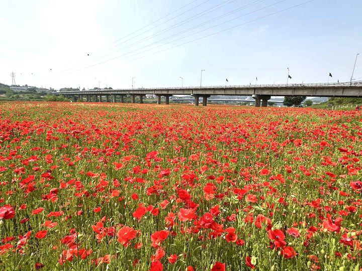 나주 영산강변이 화려하고 강렬한 붉은 꽃양귀비 물결로 넘실대고 있다. (사진=나주시 제공) 2025.05.13. photo@newsis.com *재판매 및 DB 금지
