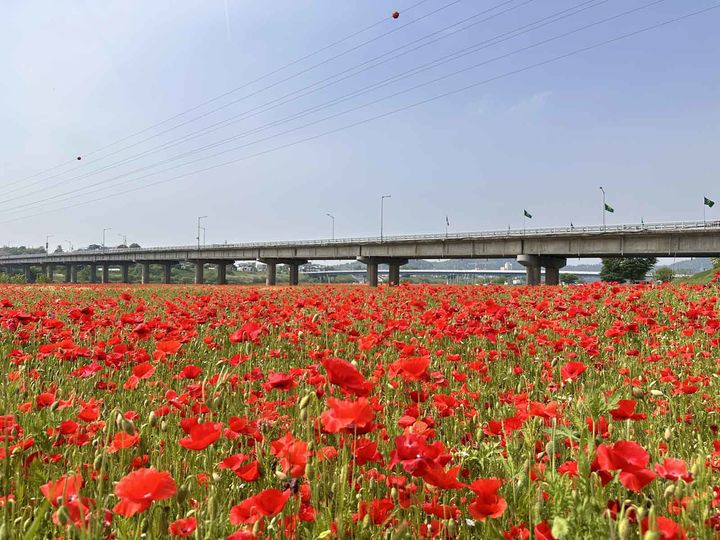 나주 영산강변이 화려하고 강렬한 붉은 꽃양귀비 물결로 넘실대고 있다. (사진=나주시 제공) 2025.05.13. photo@newsis.com *재판매 및 DB 금지