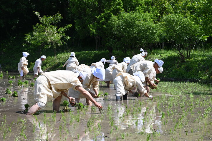 충북도 지정무형문화유산 6호 영동 설계리 농요 시연 모습. (사진=충북도 제공) *재판매 및 DB 금지