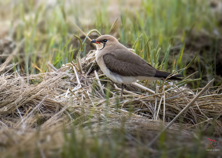 [울산=뉴시스] 울산시는 희귀 조류인 ‘제비물떼새’와 ‘붉은가슴울새’가 초등학생과 조류 동호인들에게 관찰됐다고 14일 밝혔다. 사진은 제비물떼새. (사진= 조현표 씨 제공) 2025.05.13.photo@newsis.com *재판매 및 DB 금지
