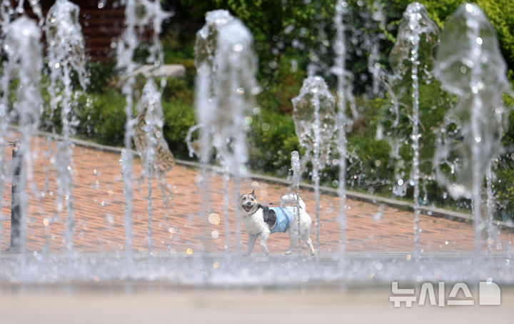 [서울=뉴시스] 홍효식 기자 = 서울 낮 최고기온이 25도 이상 오르며 더운 날씨를 보인 13일 서울 동작구 보라매공원 바닥분수대에서 강아지가 솟아오르는 분수를 바라보고 있다. 2025.05.13. yesphoto@newsis.com